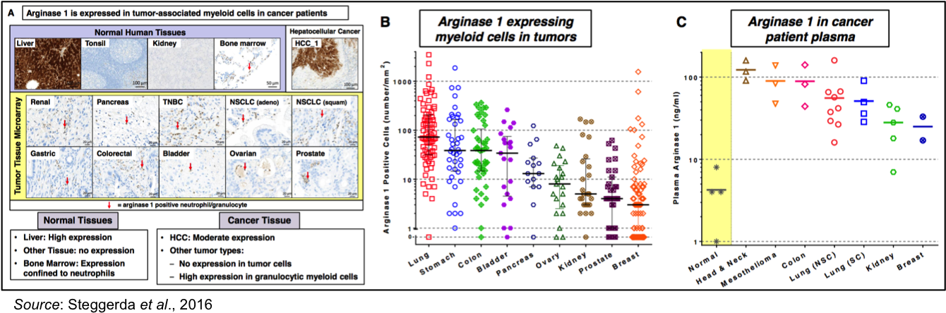 Arginase Expression 2 - Arginase 1 In Tumors (1339x450), Png Download