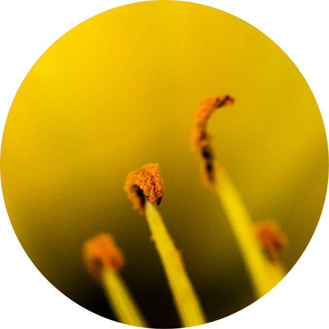 Macro Photography (675x675), Png Download