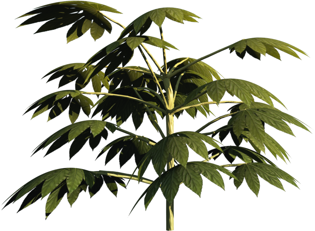 Plant2 - Twig (1920x1097), Png Download