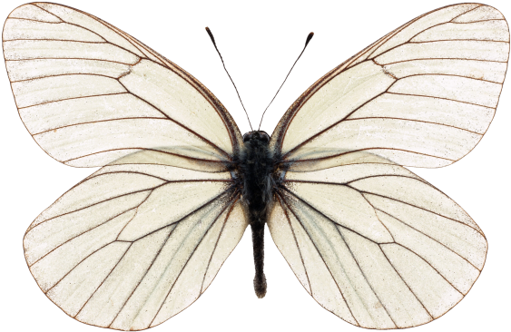 Butterfly - Aporia Crataegi (866x650), Png Download