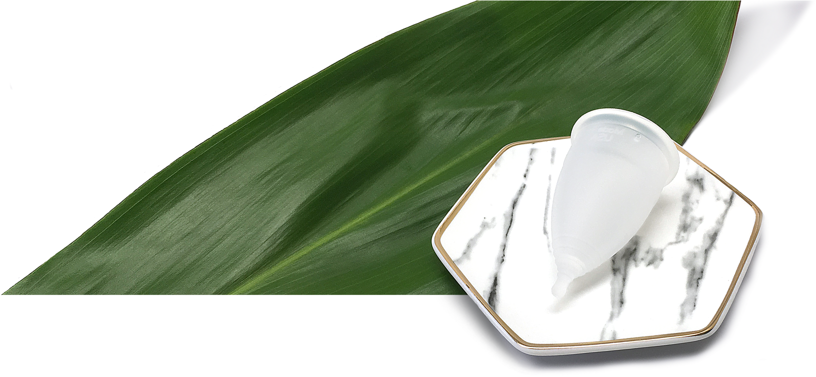 Cup And Leaf Flattened - Still Life Photography (1704x753), Png Download