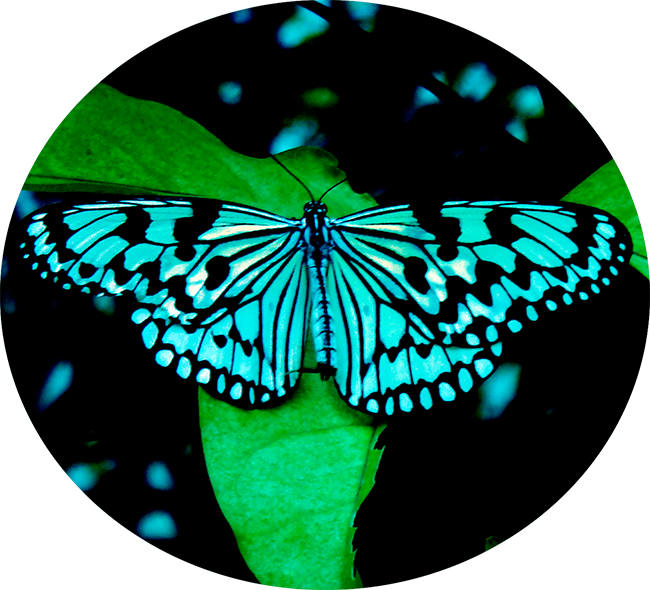 Butter - Riodinidae (650x590), Png Download