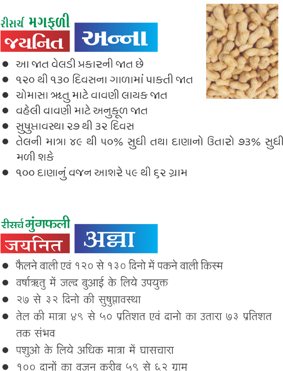 Research Groundnut Jaynit Anna - Groundnut Plant (570x763), Png Download