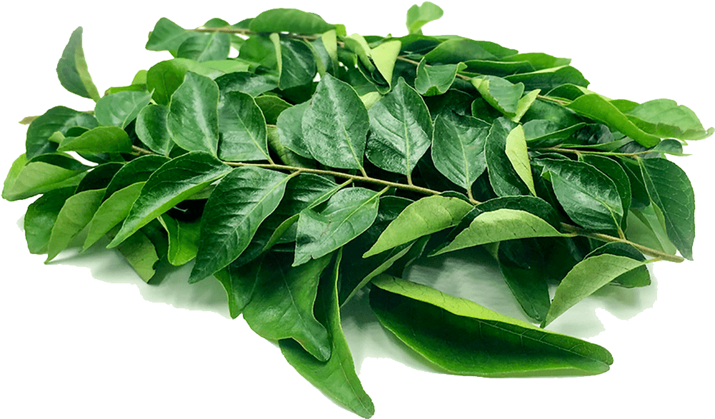 Curry-leaf - Transparent Curry Leaves Png (1000x850), Png Download