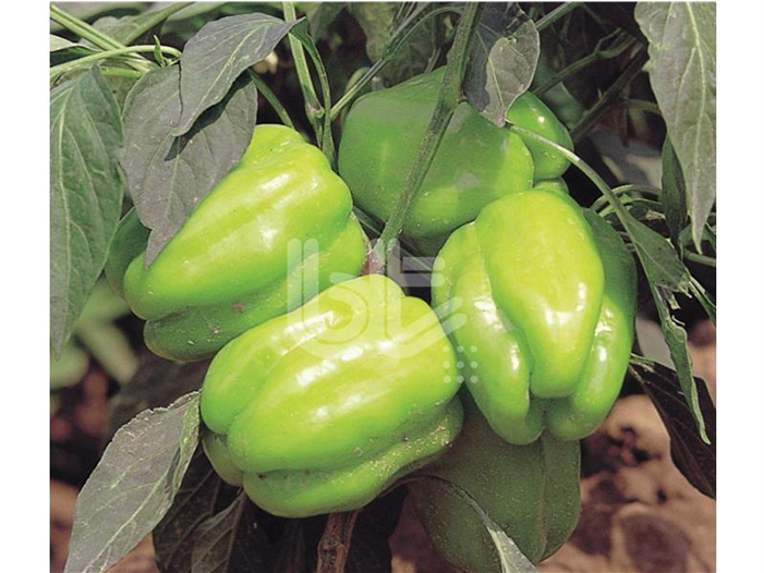 Kandi̇l Dolma Biber Tohumu - Green Bell Pepper (700x700), Png Download