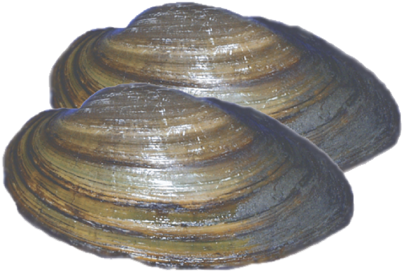 Loading Zoom - Baltic Clam (1280x836), Png Download