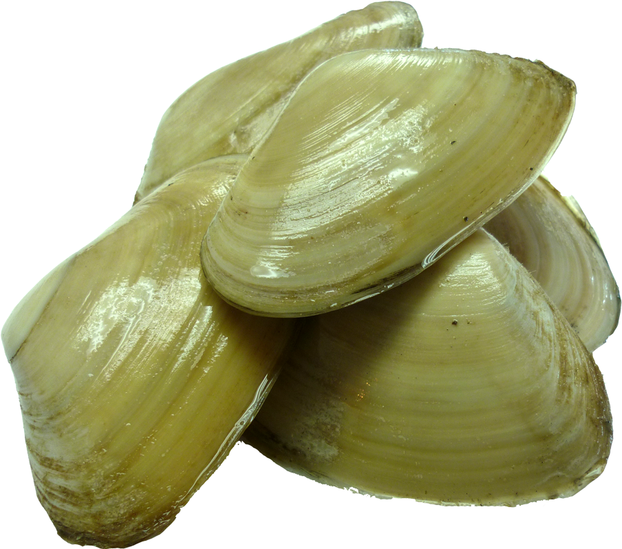 Tuatua For Taiapure - Tuatua Shellfish (931x797), Png Download