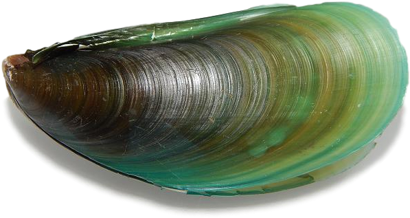 Mussel For Taiapure - Baltic Clam (640x480), Png Download