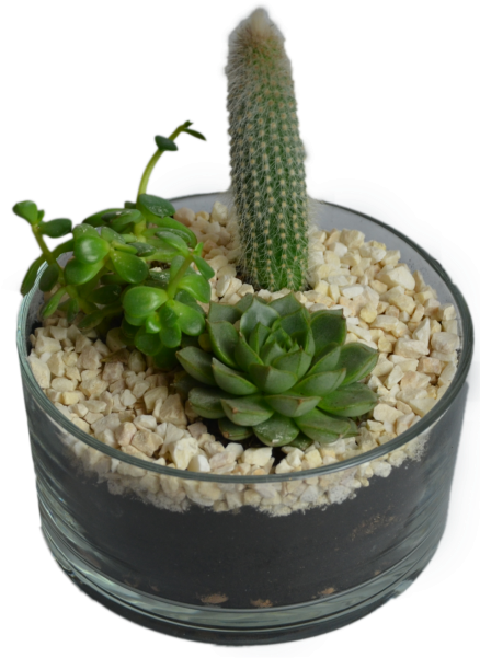 Cactus In Flowerpot - Flowerpot (866x650), Png Download