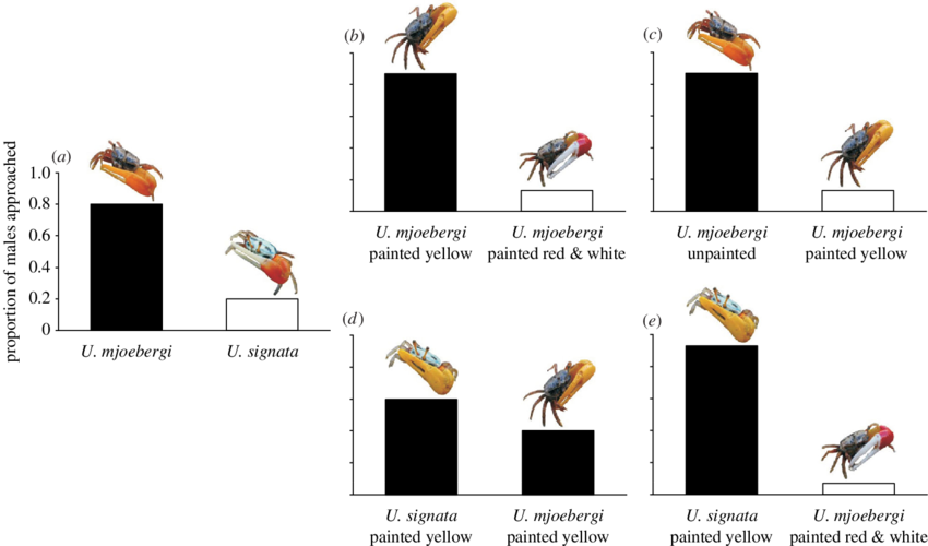 Species Recognition Based On Claw Coloration In Uca - Cartoon (850x500), Png Download