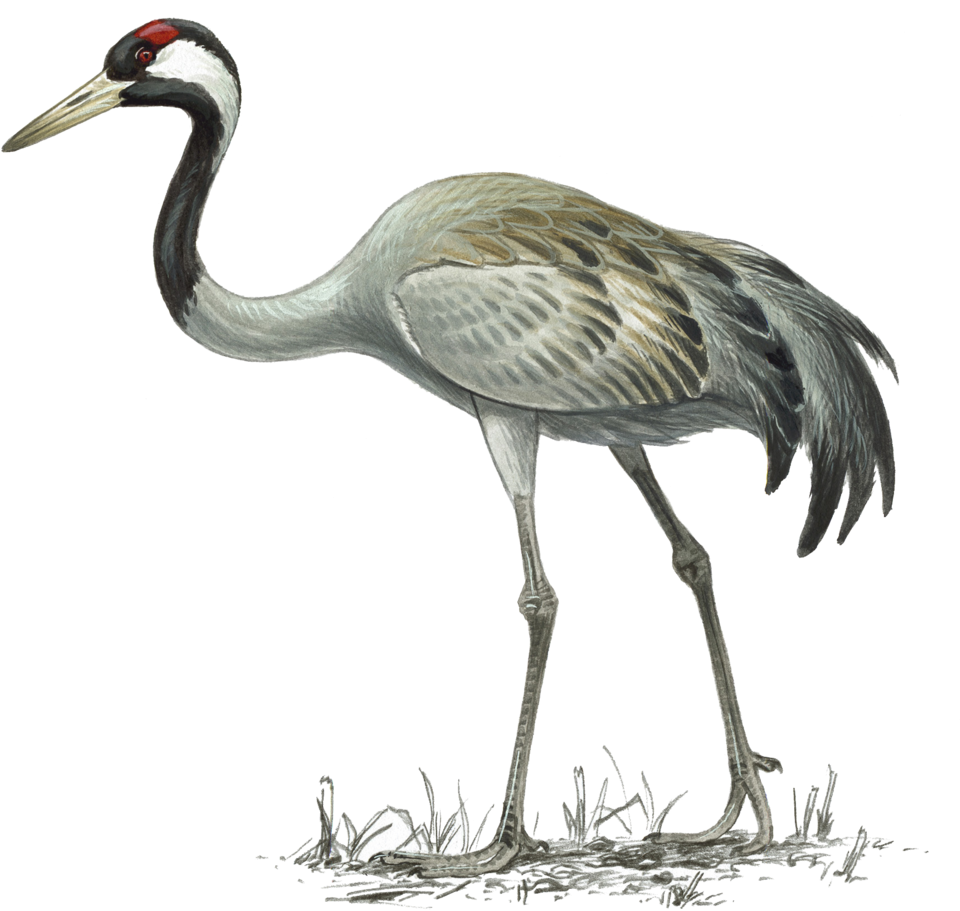 Crane (1000x1000), Png Download