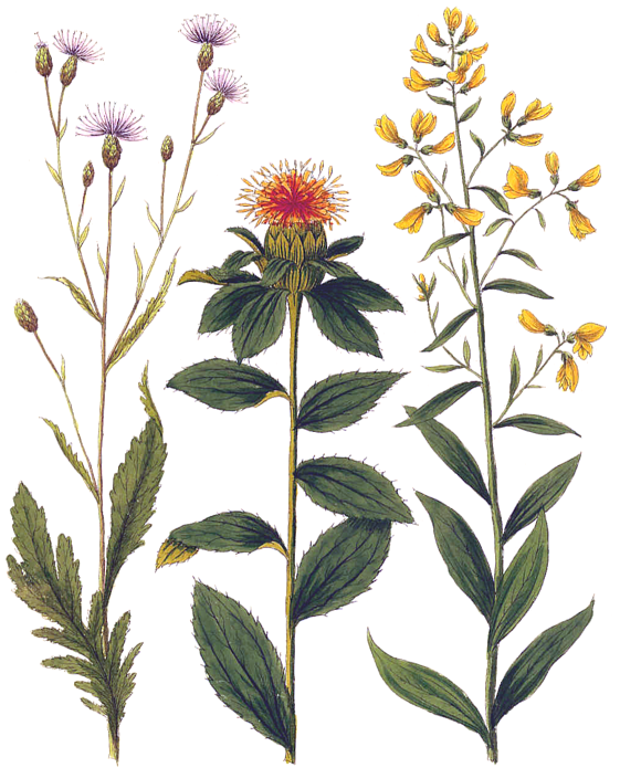 Click And Drag To Re-position The Image, If Desired - Botanical Wild Flowers (568x700), Png Download