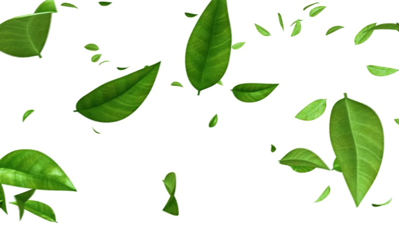 Green Leaf Png Photos - Green Leaves Falling Background (800x451), Png Download