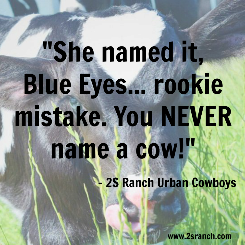 Blue Eyes - Dairy Cow (1000x1000), Png Download