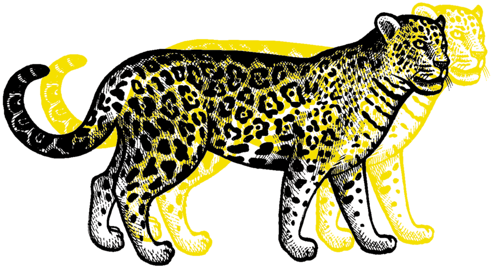 Jaguar - Clouded Leopard (1000x647), Png Download