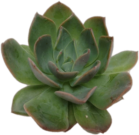 Nature - Succulent Echeveria Green Prince (600x600), Png Download