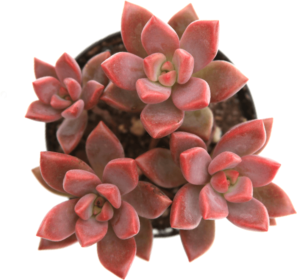 Graptosedum 'vera Higgins' - Graptosedum Alpenglow Vera Higgins (1024x1024), Png Download