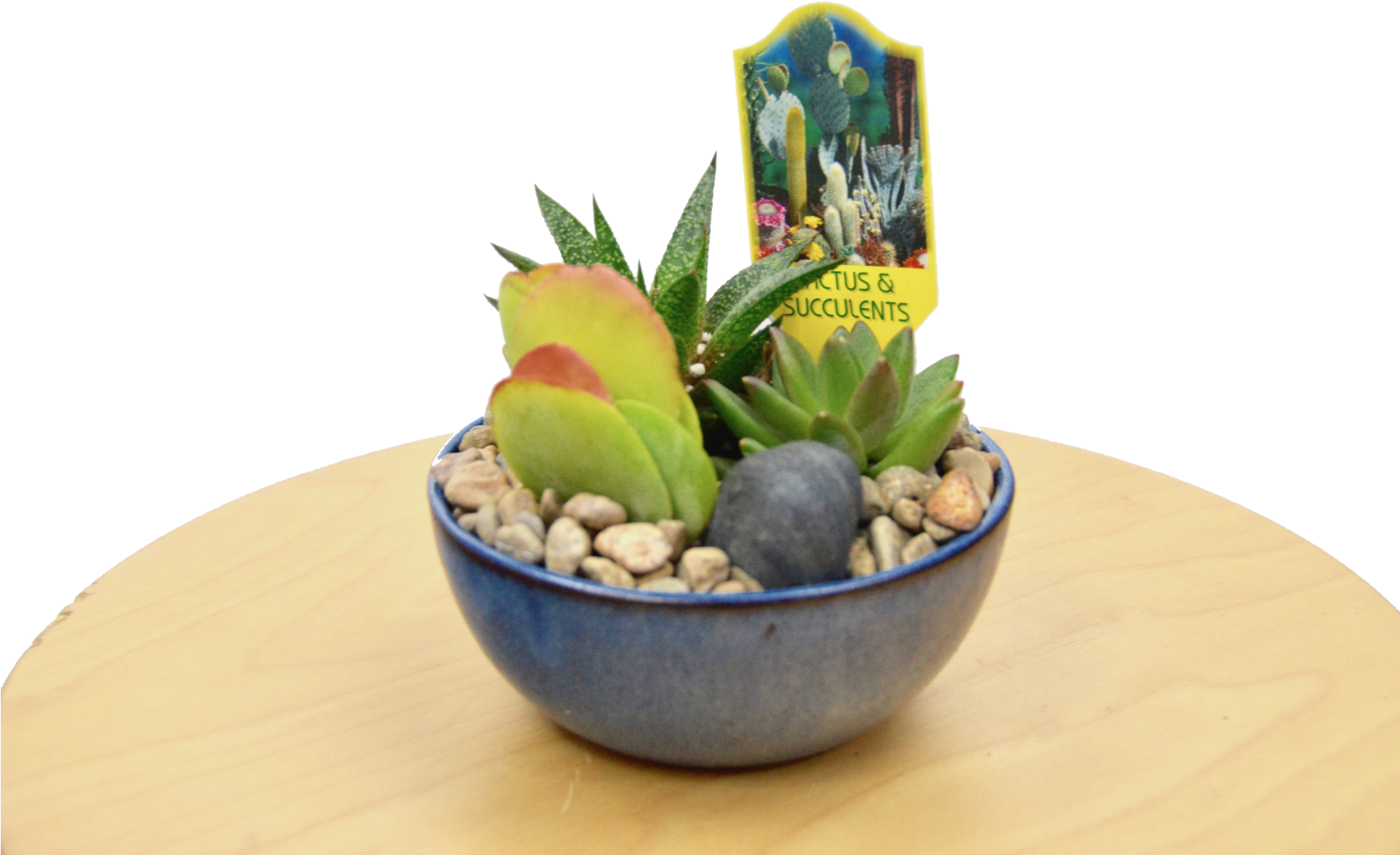 1 Succulent Assortment In Blue Glazed Pot Pot - Flowerpot (1800x1192), Png Download