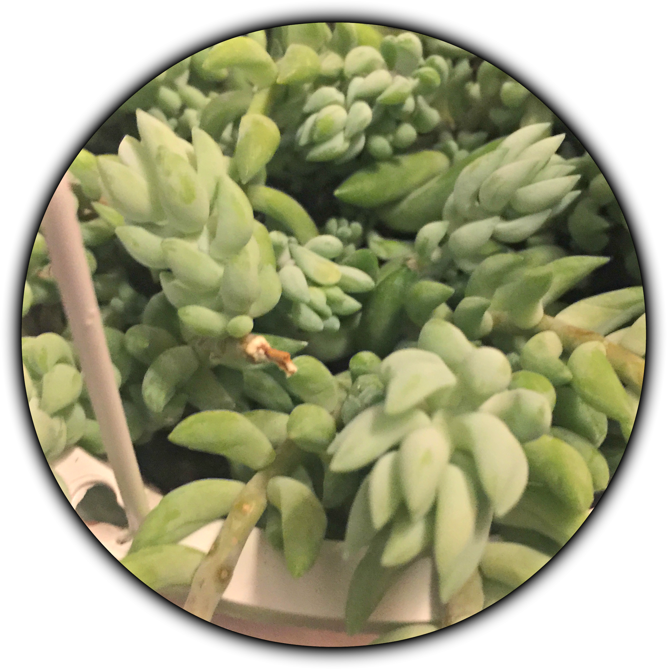 Donkeytail2 - Vegetable (2448x2667), Png Download