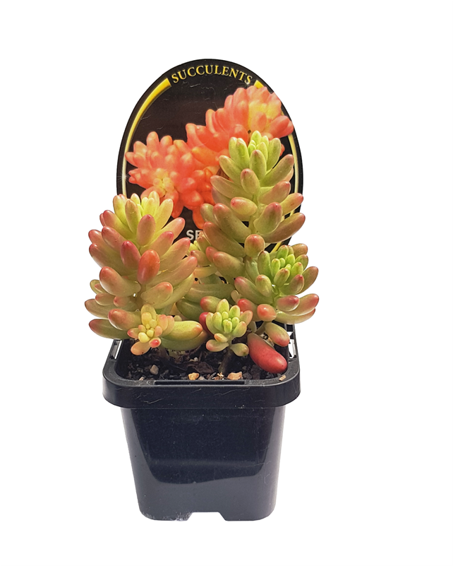 70mm Assorted Succulents - Flowerpot (800x800), Png Download