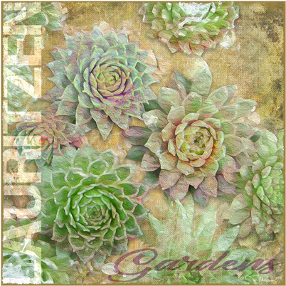 Lauritzen Gardens Omaha Succulents Canvas Art - White Mexican Rose (600x600), Png Download