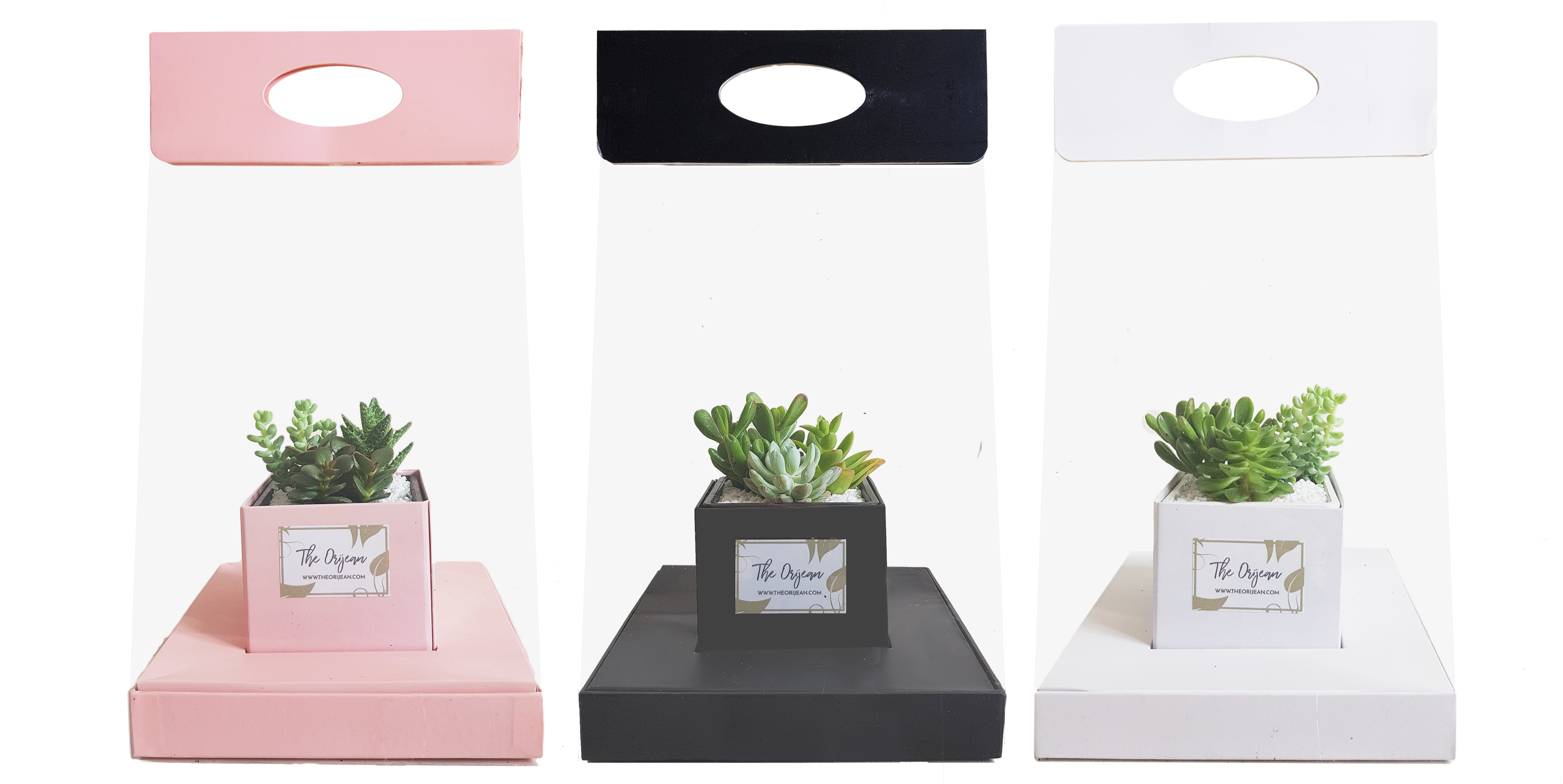 Bringing To You A Sustainable Succulent Bouquet That - Bonsai (4000x2000), Png Download