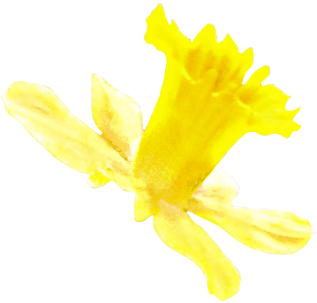 1280 X 1024 1 - Narcissus (1280x1024), Png Download