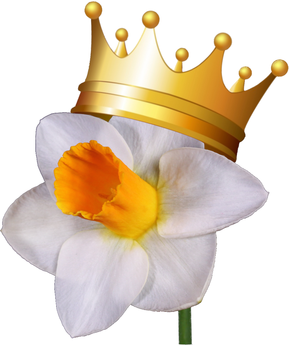 "royal Daffodils" - Vector (944x1120), Png Download