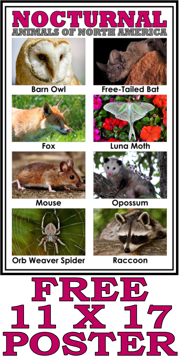 Introduce Your Nocturnal Animals Study With This Free - Nocturnal Animals North America (591x1176), Png Download