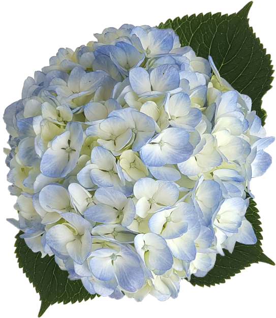Hydrangea Blue Png (700x700), Png Download