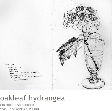 Hydrangea - Sketch (634x510), Png Download