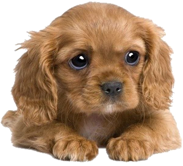 Puppies Png Transparent Image - Cocker Spaniel X King Charles Cavalier (600x600), Png Download