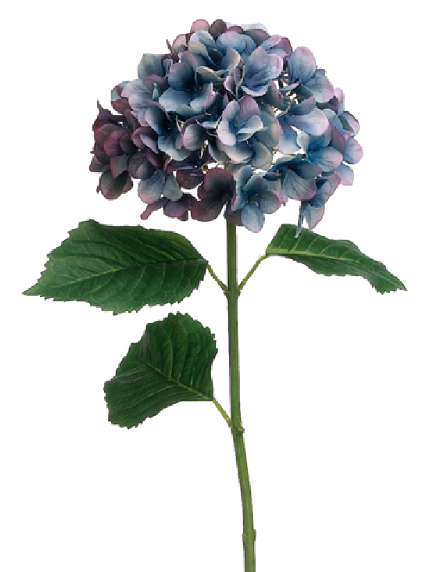 31" Hydrangea Spray Blue Purple - Hydrangea Serrata (800x800), Png Download