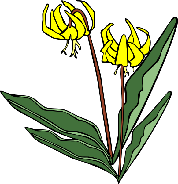 Yellow Flower Png (582x600), Png Download
