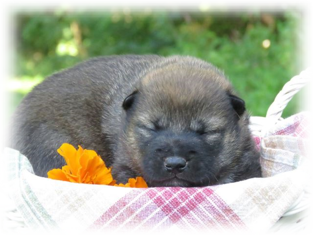 Puppies For Sale In Kentucky Sometimes Change - Eurasier (640x480), Png Download