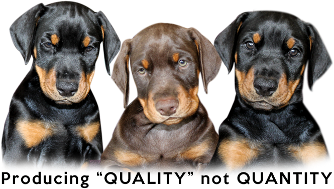 Dog Yawns (820x445), Png Download