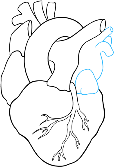 Human Heart To Draw (600x598), Png Download