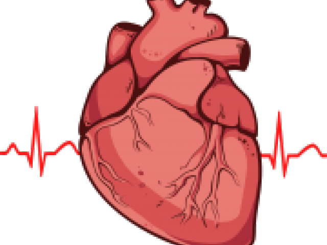 Real Heart Clipart - Real Heart (640x480), Png Download