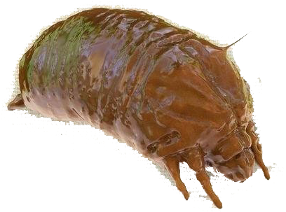 Bed Bug Png Free Pic - Southern Comma (1000x520), Png Download