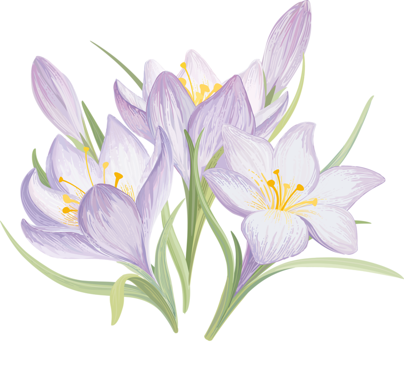 Iris Flower Drawing - Spring Drawn Flowers (800x733), Png Download