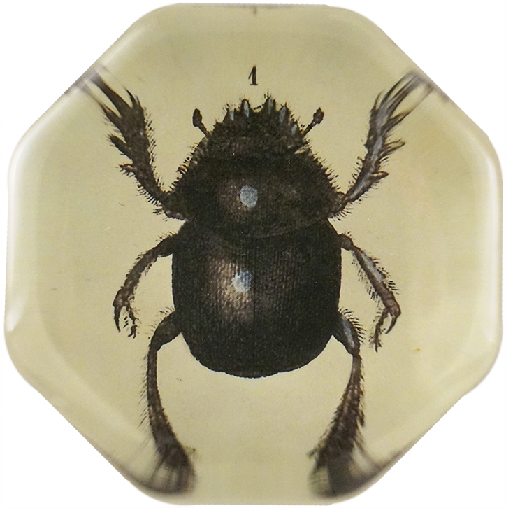 Dung Beetle (800x800), Png Download