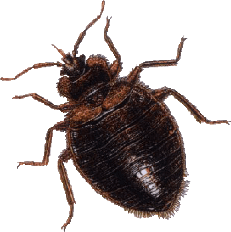 Free Png Download Brown Bug Png Images Background Png - Bed Bug (850x840), Png Download