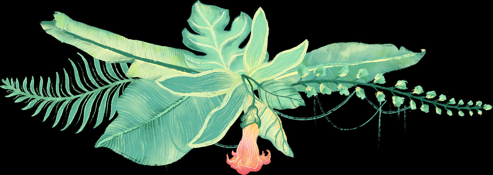 Dutchman's Pipe (1600x570), Png Download