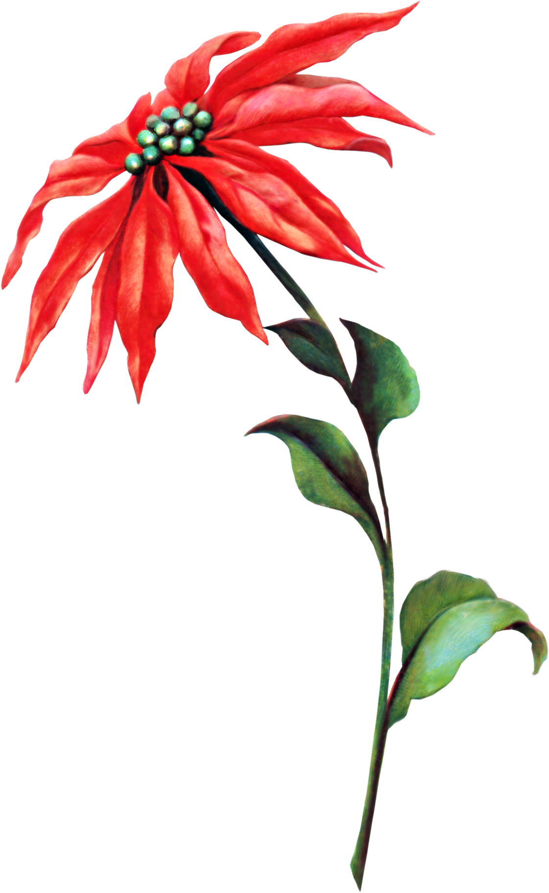 Poinsettia Vintage (1121x1823), Png Download