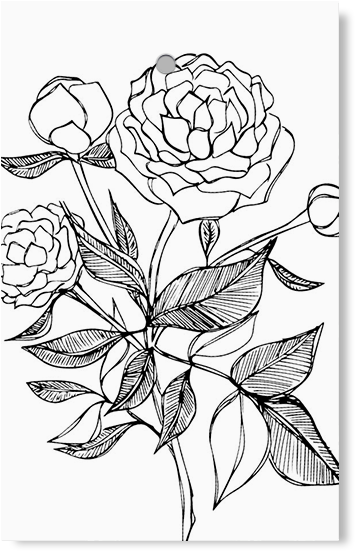 Peony - Floribunda (700x700), Png Download