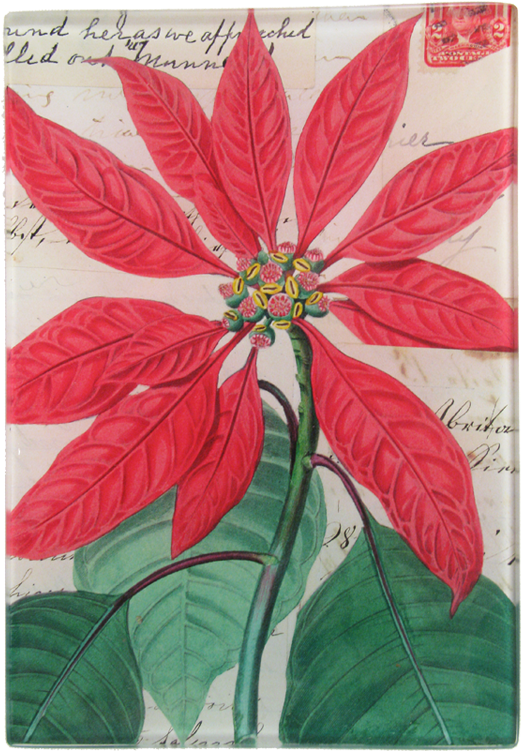 Poinsettia Png (800x800), Png Download