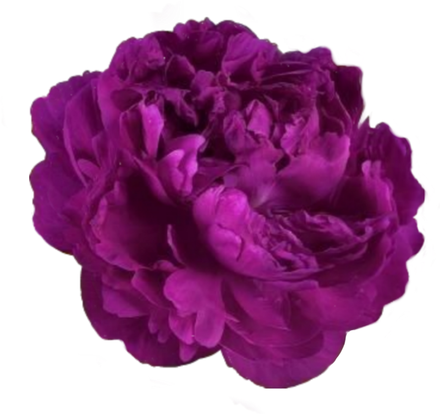 Kpopedits Sticker - Пион Victoire De La Marne (1024x963), Png Download