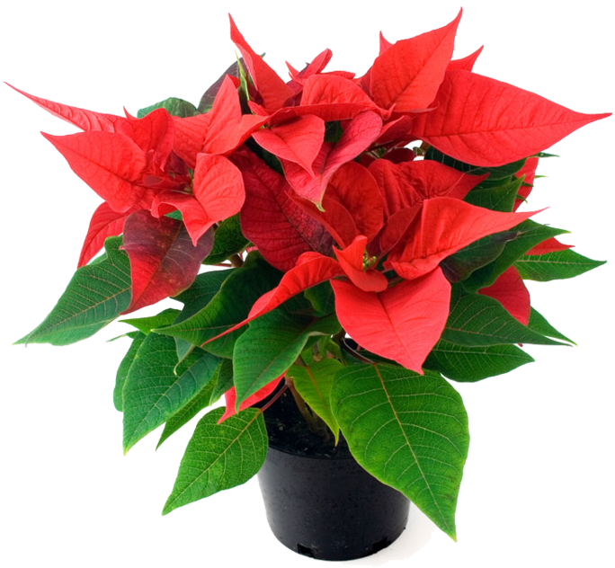 Order Your Beautiful Nursery Quality Poinsettias Now - Poinsettia Plant In Bangalore (1200x848), Png Download