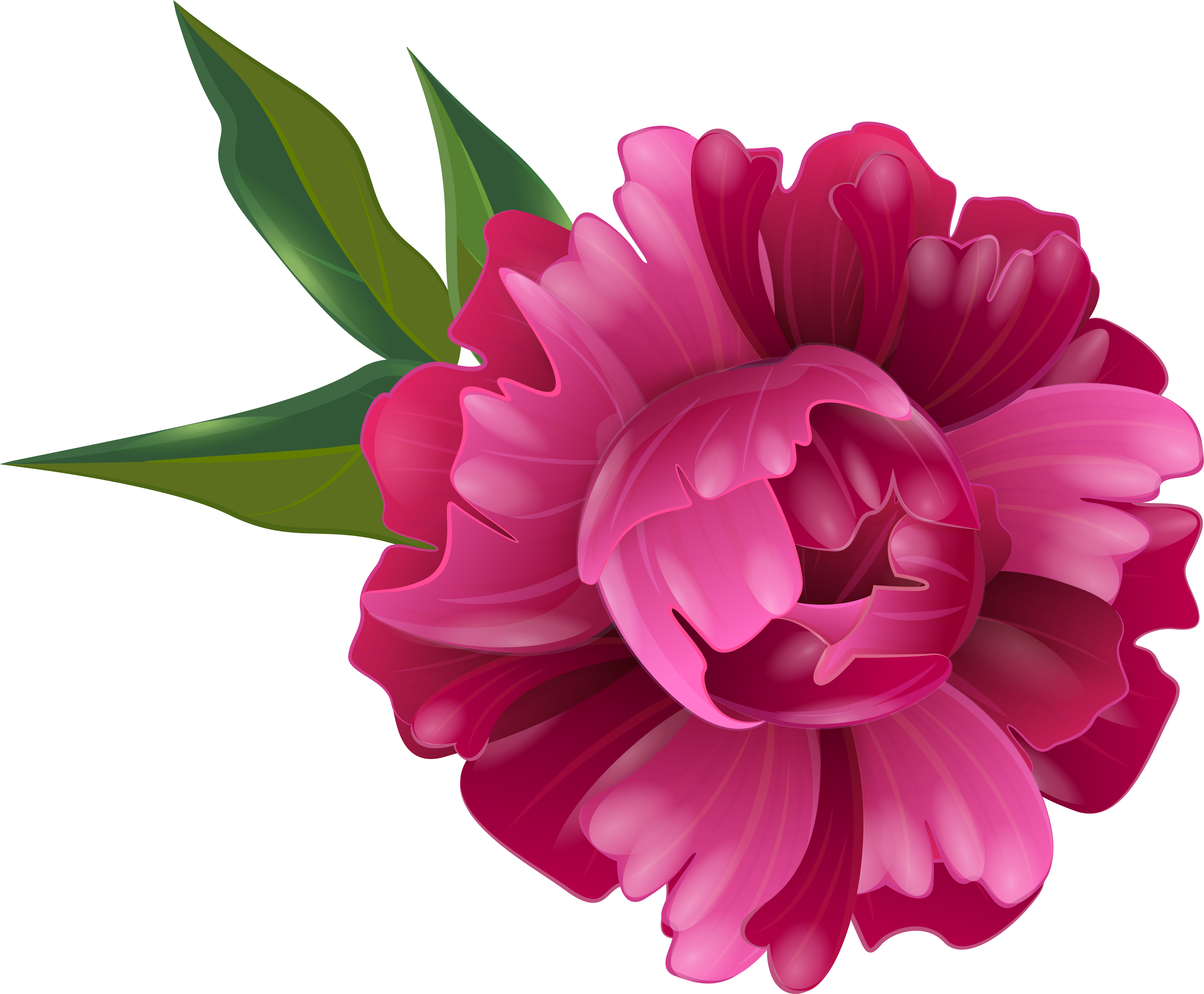 Fuchsia Peony Flower Transparent Image (8000x6623), Png Download