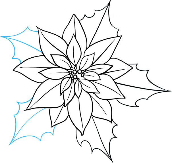 How To Draw Poinsettia - Poinsettia Drawing (680x678), Png Download